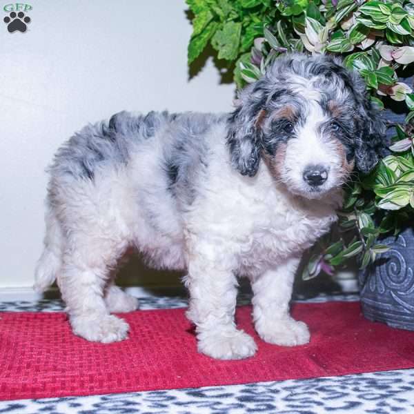 Kayla, Mini Bernedoodle Puppy